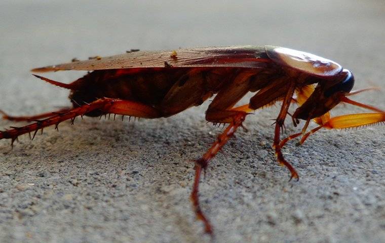 close up of cockroach