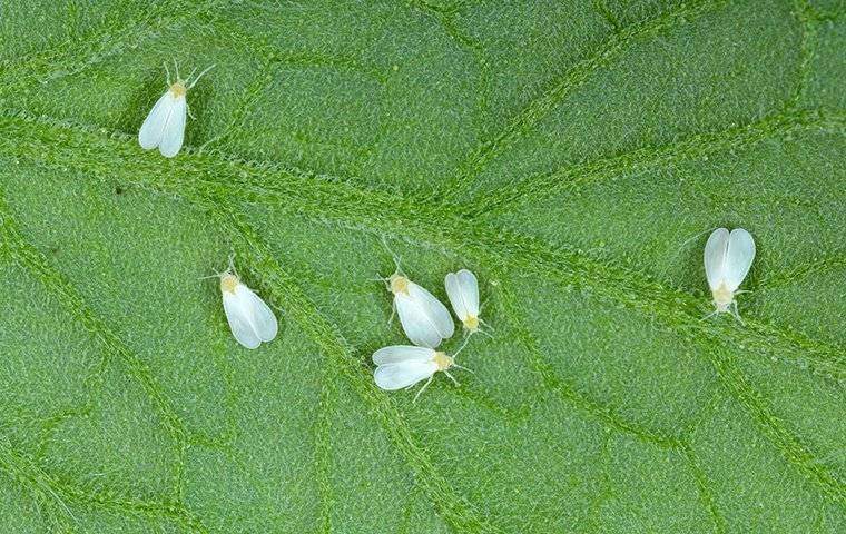 whiteflies on a leaf