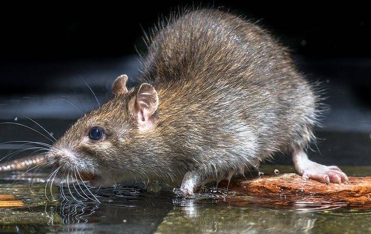 a rat drinking water