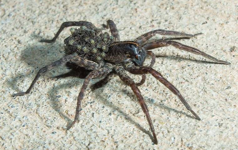 wolf spider on basement floor