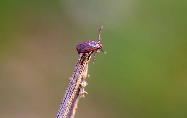 dog tick on a stem