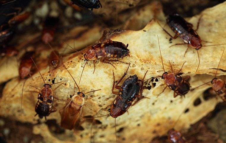 yucky cockroaches on bread