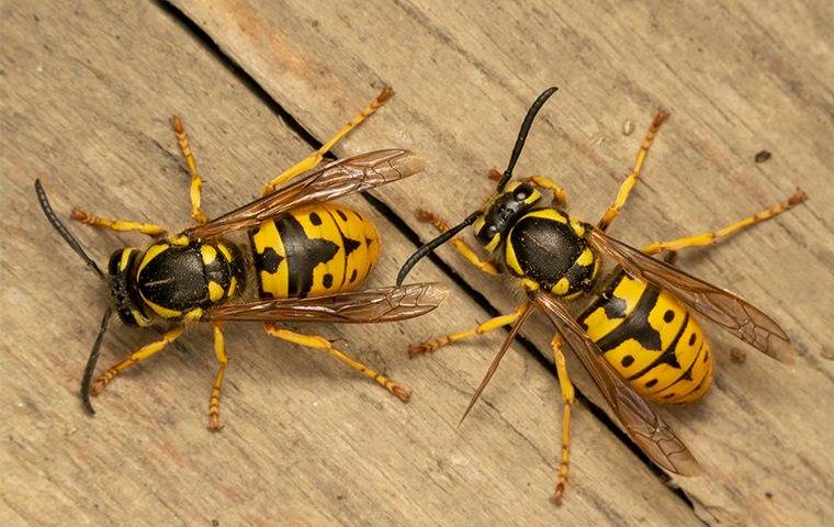 stinging insects on a redding backyard deck