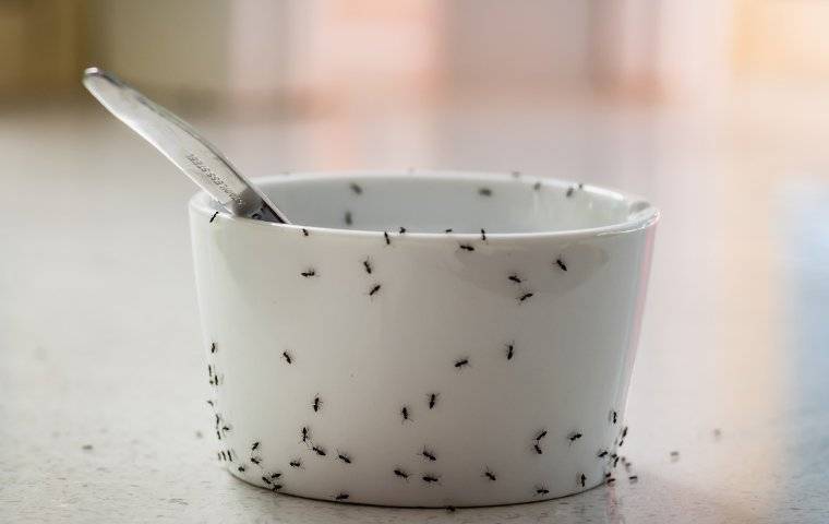 ants on a dish in a kitchen
