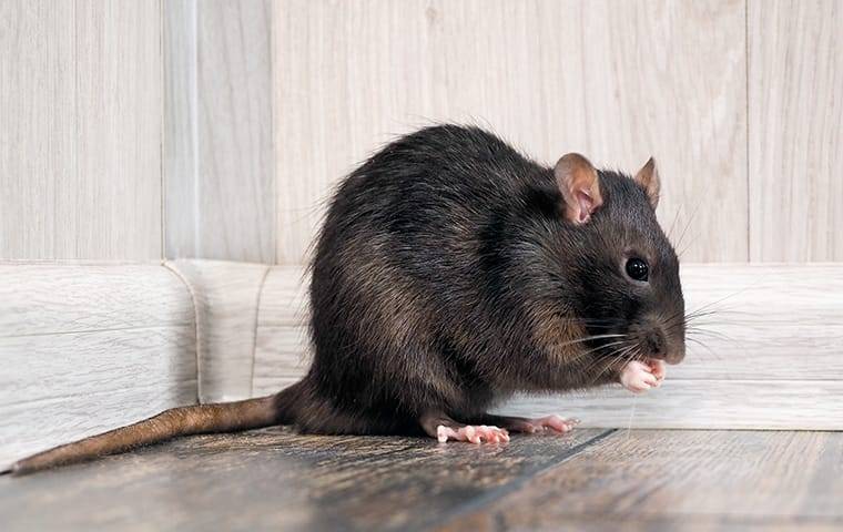 a roof rat in a corner of a home