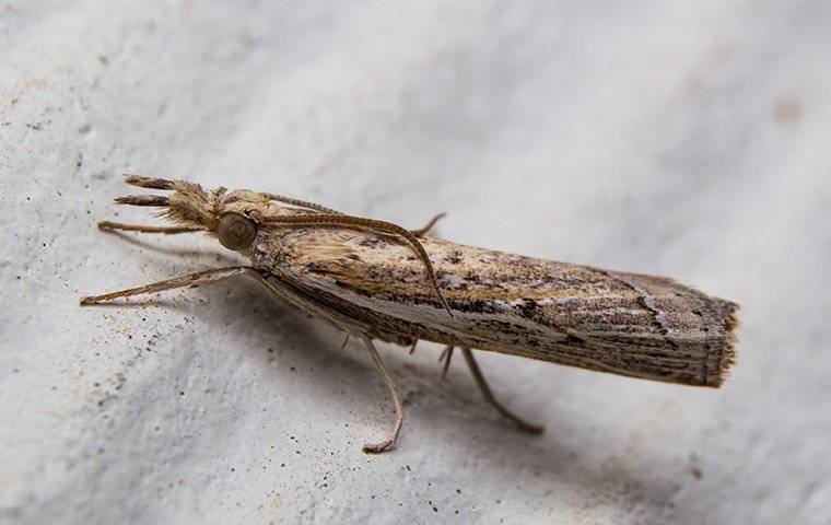 a sod webworm lawn moth