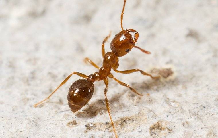 close up of fire ant