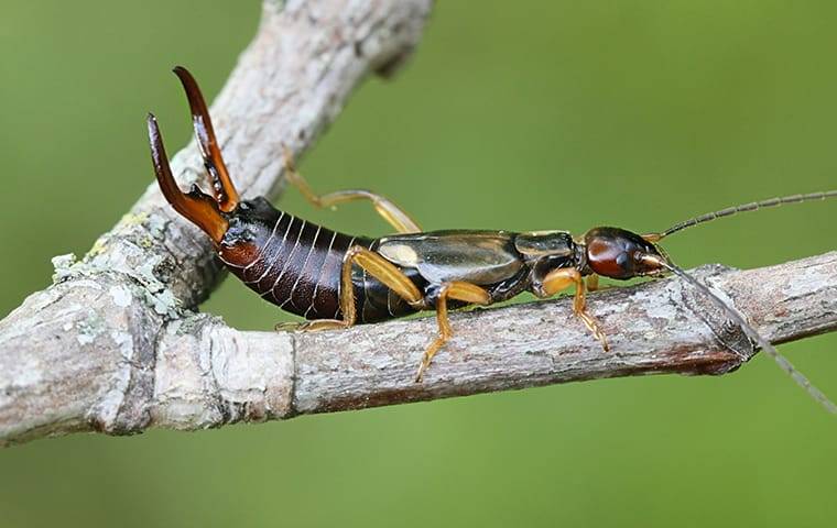 earwig on a branch