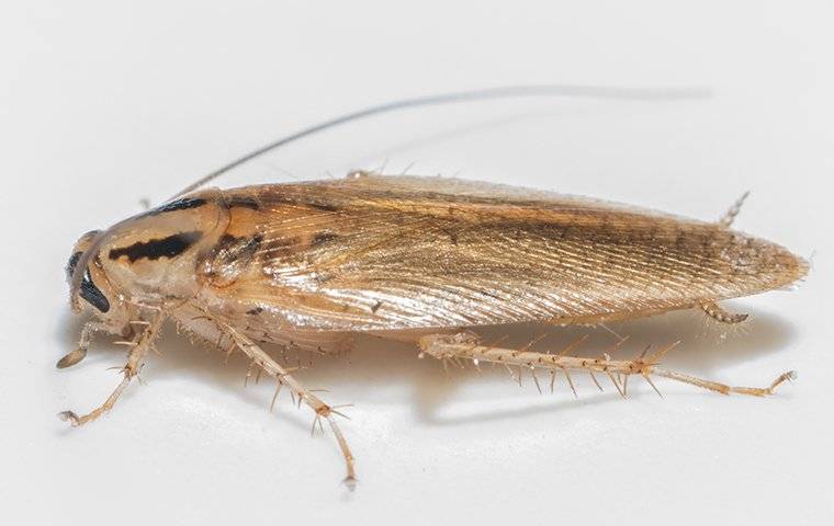 close up of german cockroach