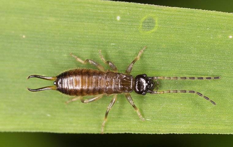 an earwig crawling on a leaf