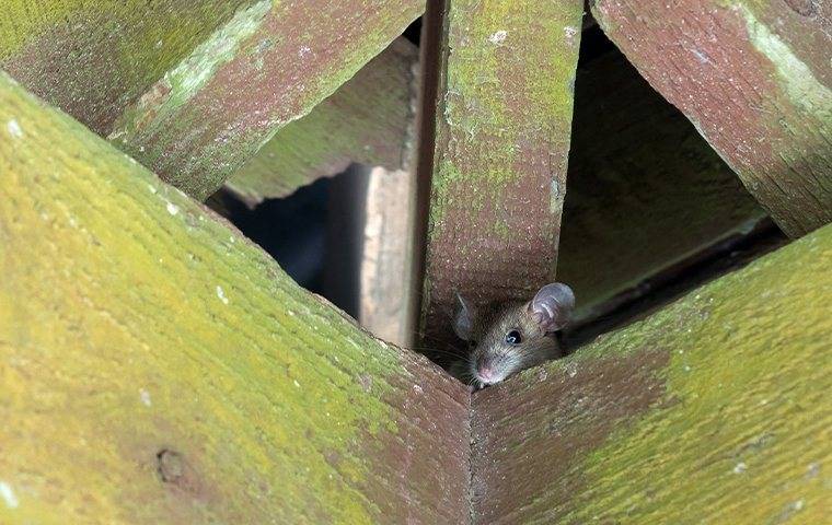 A rodent in the rafters.