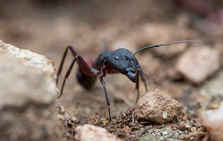 ant crawling on the dirt