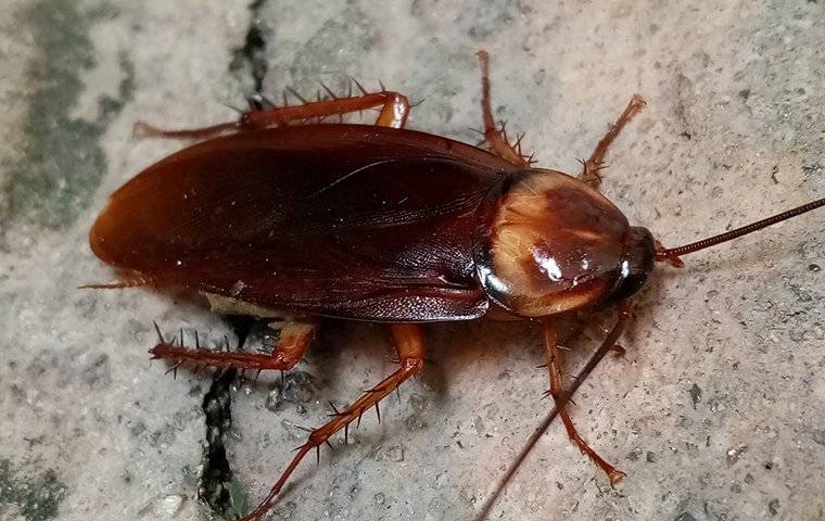 an american cockroach on a foundation