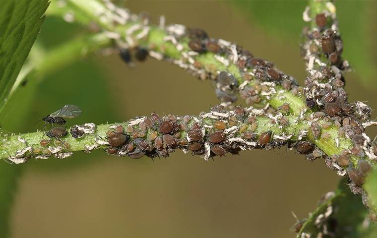 an aphid infestation on a plant