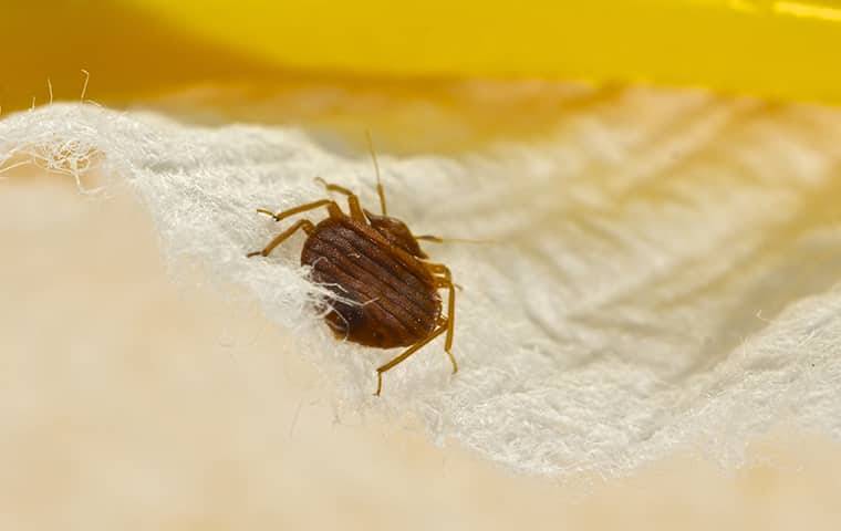 bed bug control